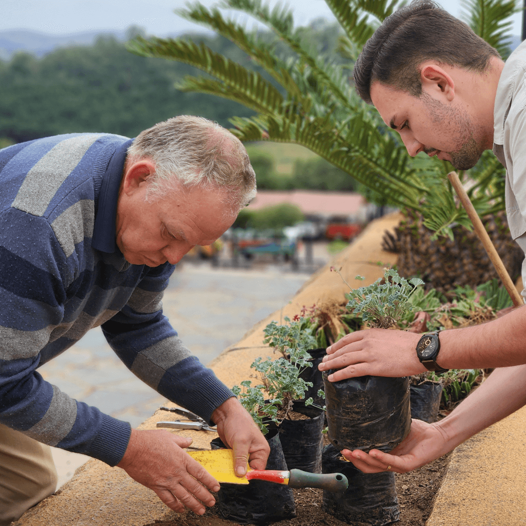 Tait en Van Staden plant die eerste medisinale kliproosplant