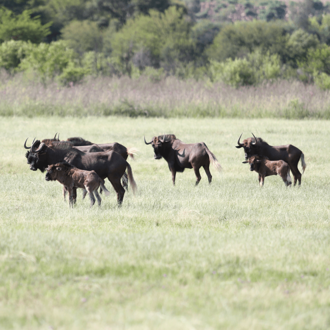 Wildebeeste by die Voortrekkermonument